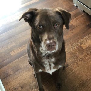 Meet your Posher, Brittin